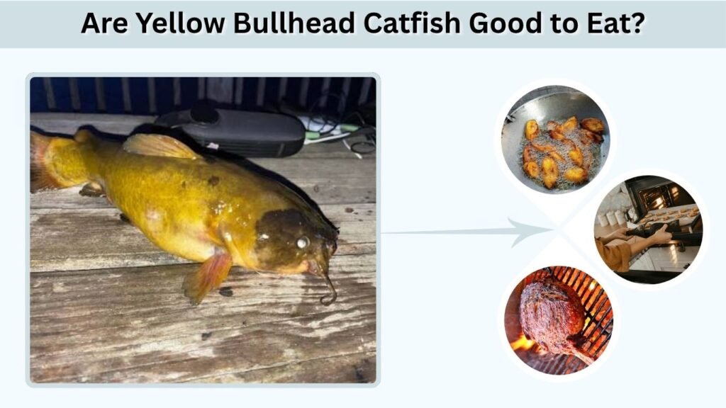 Are Yellow Bullhead Catfish Good to Eat?