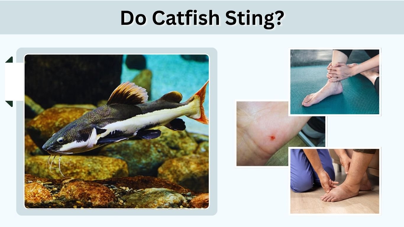 Do Catfish Sting? What the Sting Feels Like and How to Treat It