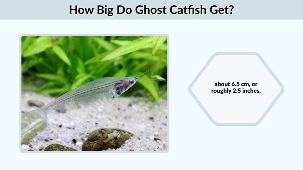 How Big Do Ghost Catfish Get?