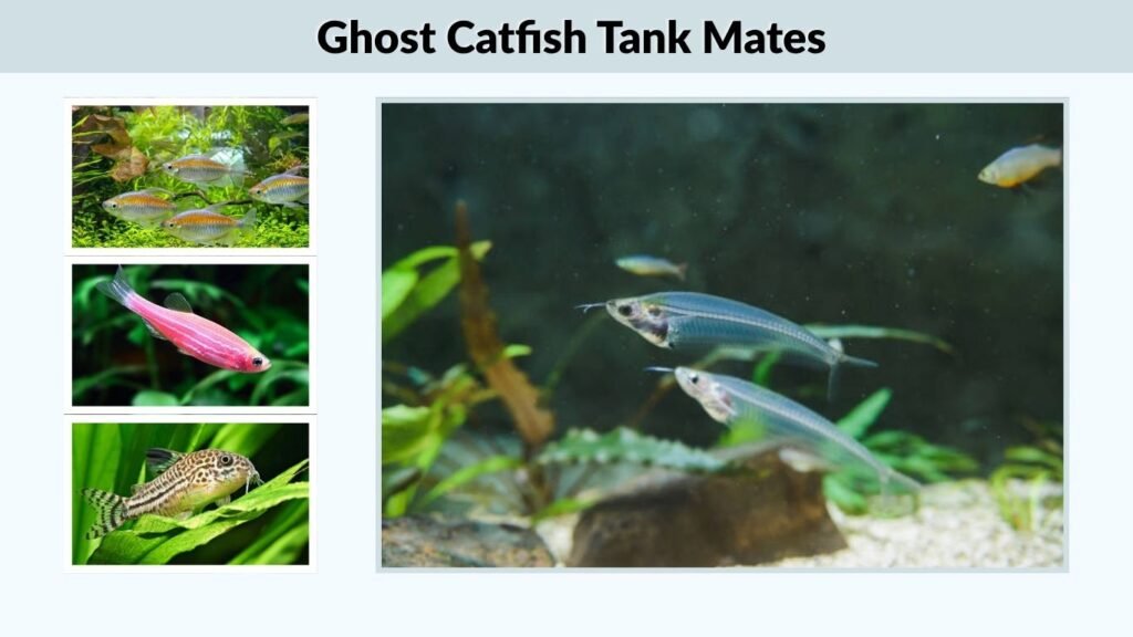 Ghost Catfish Tank Mates