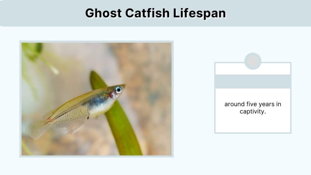 Ghost Catfish Lifespan