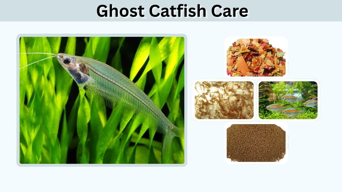 Ghost Catfish Care: Size, Tank Mates, Diet & Lifespan