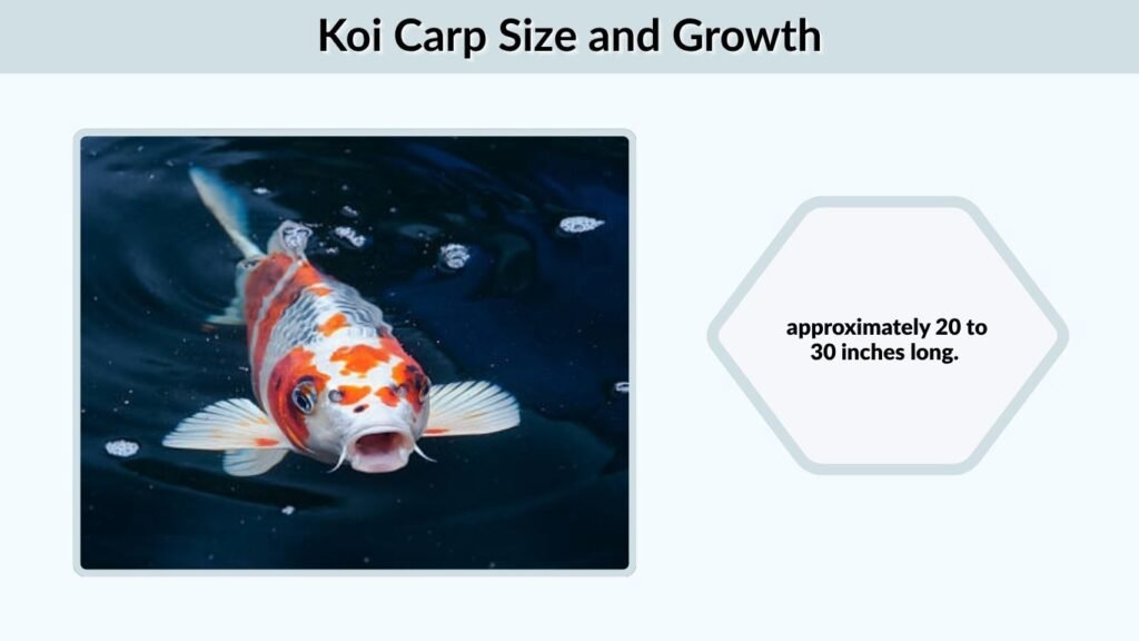 Koi Carp Size and Growth