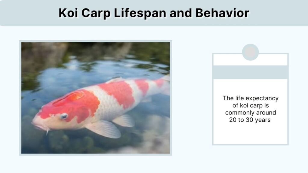 Koi Carp Lifespan and Behavior