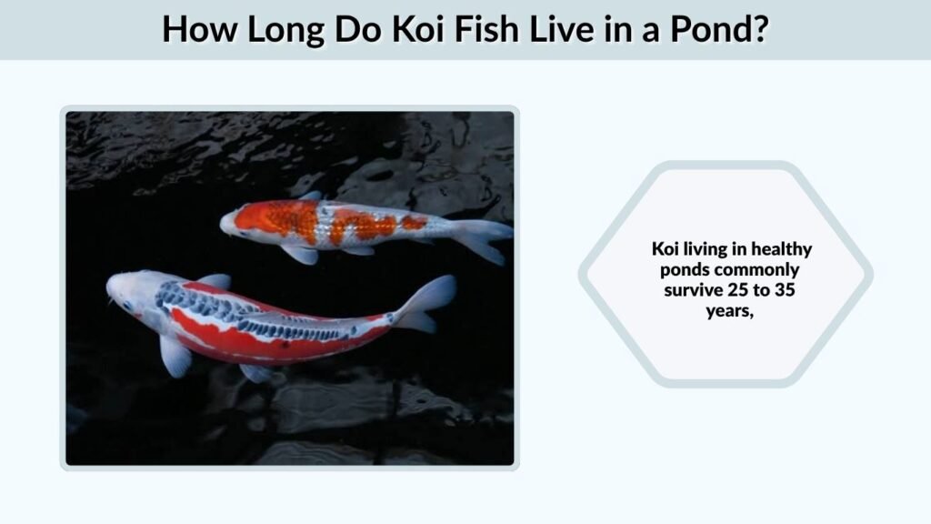 How Long Do Koi Fish Live in a Pond?
