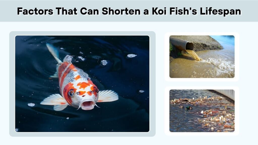Factors That Can Shorten a Koi Fish's Lifespan