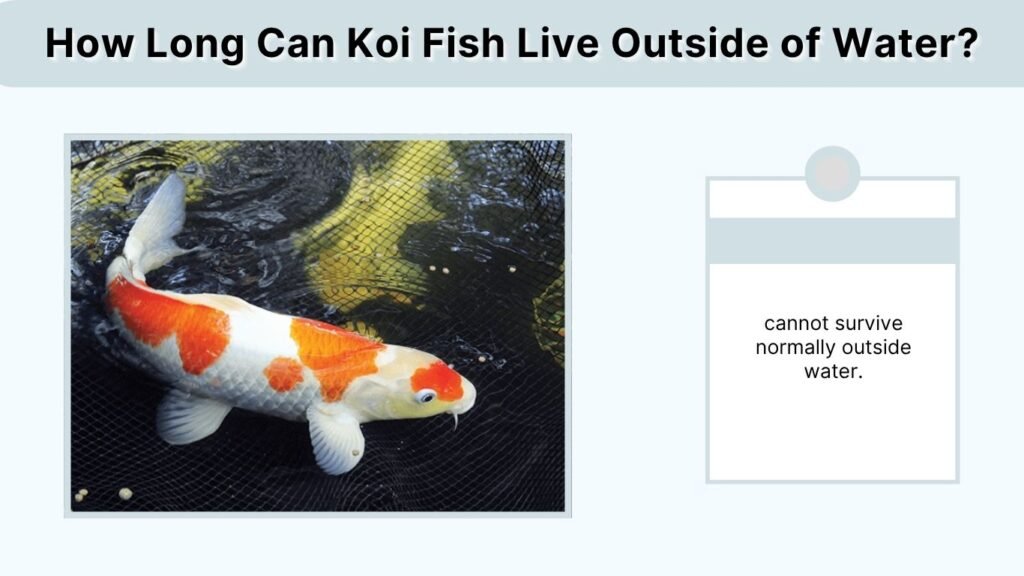 How Long Can Koi Fish Live Outside of Water?