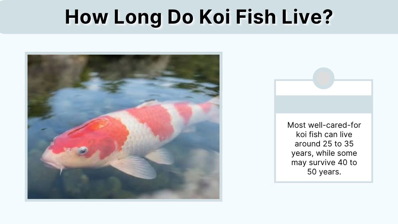 How Long Do Koi Fish Live? Lifespan, Care, and Facts