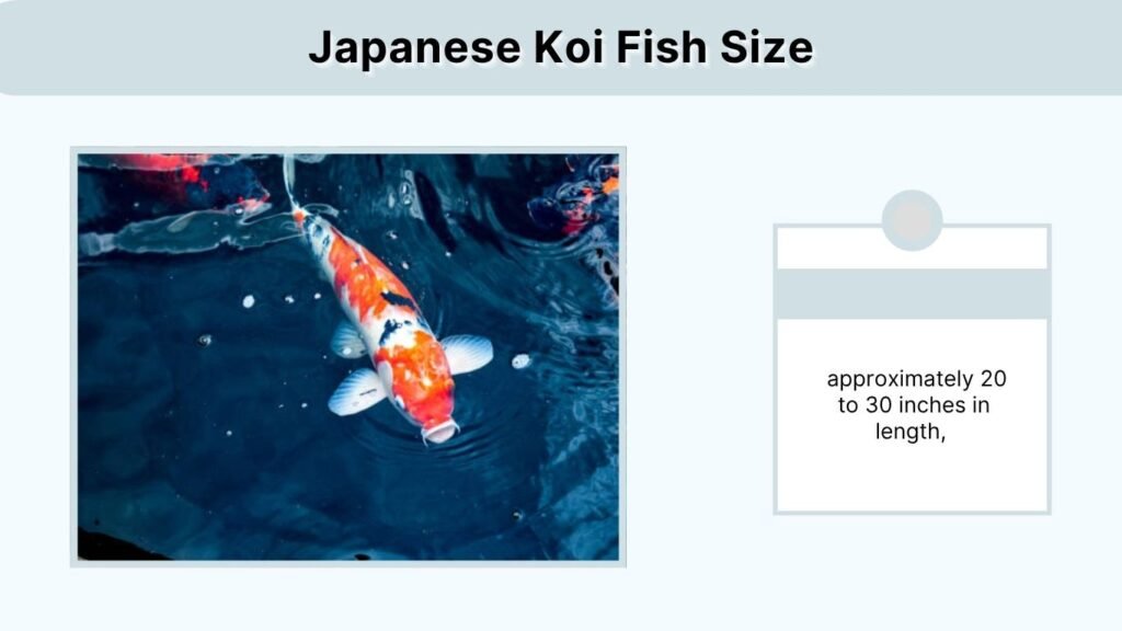 Japanese Koi Fish Size