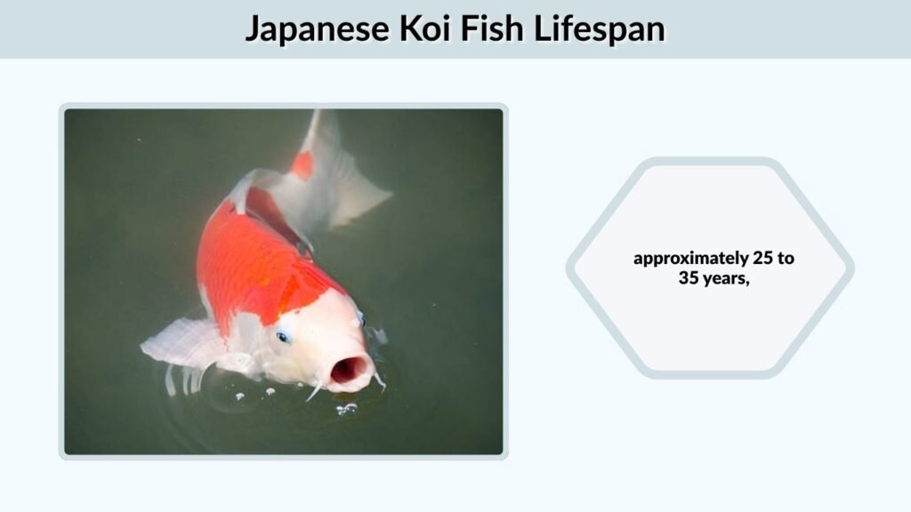 Japanese Koi Fish Lifespan