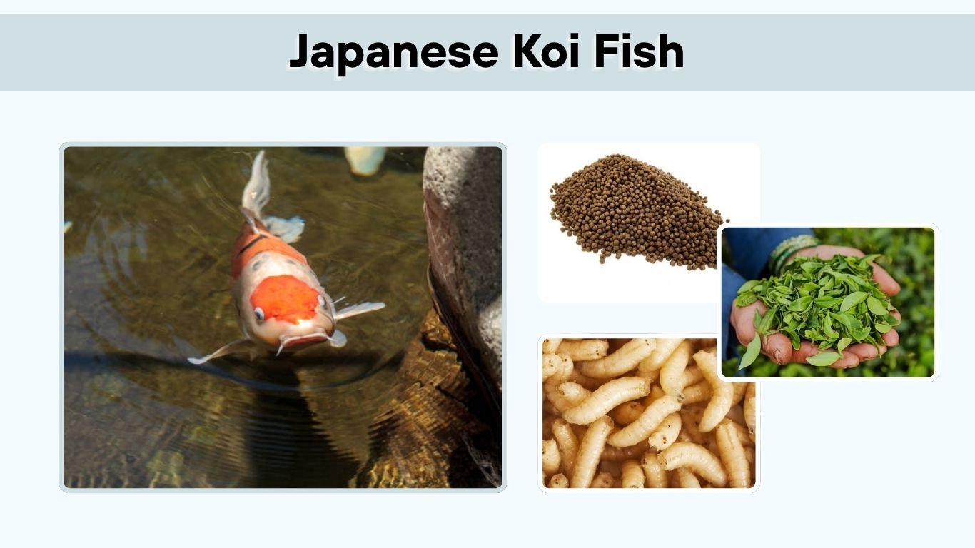 Japanese Koi Fish: Types, Colors, Meaning, Care & Facts