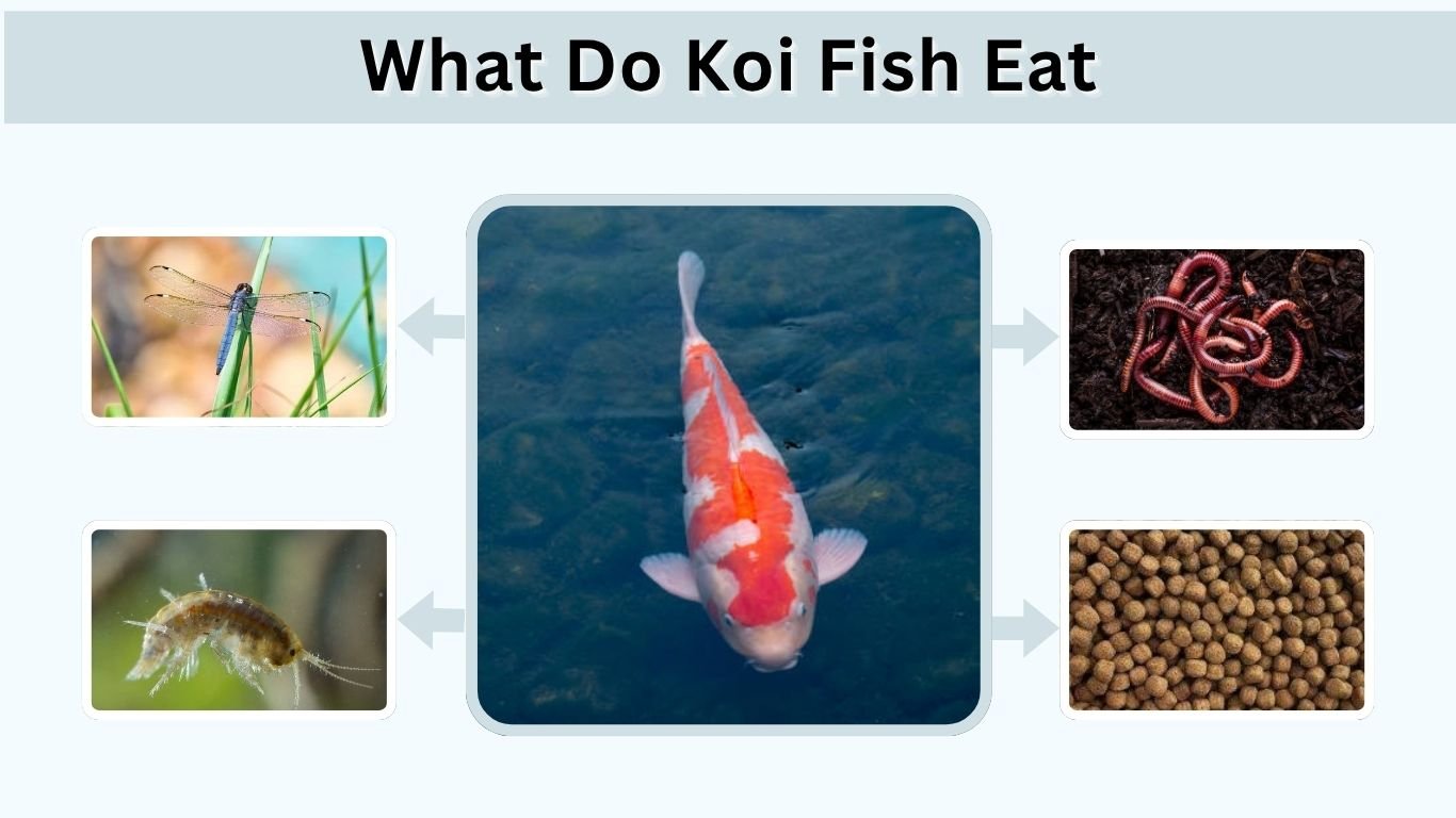 What Do Koi Fish Eat? 10 Best Foods for Healthy Koi