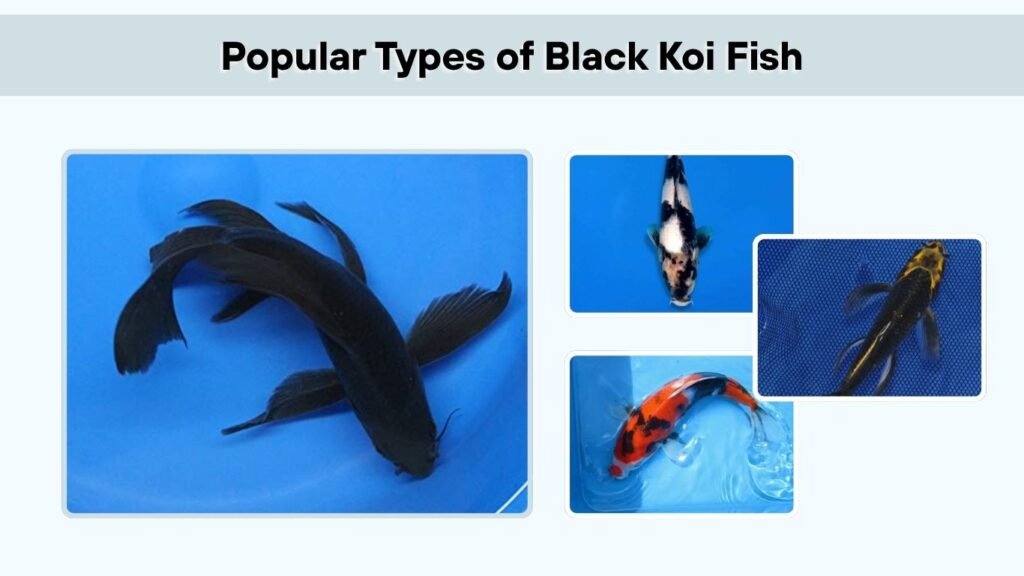 Popular Types of Black Koi Fish