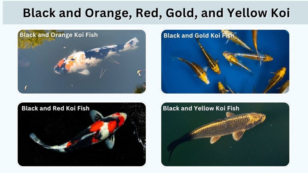 Black and Orange, Red, Gold, and Yellow Koi