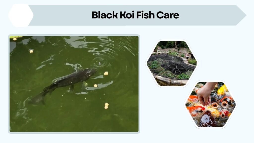 Black Koi Fish Care