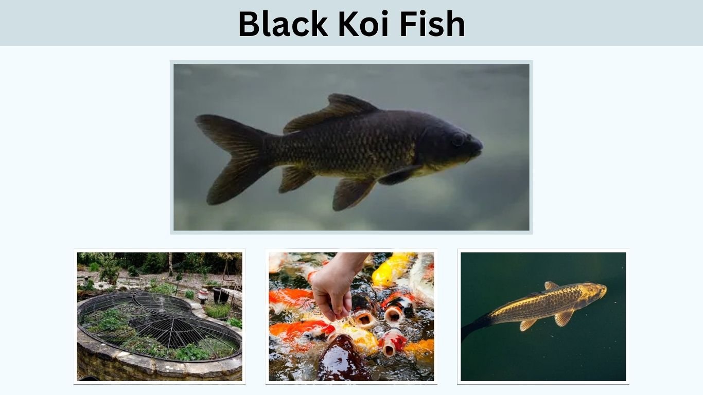 Black Koi Fish: Types, Colors, Meaning, Care, and Facts