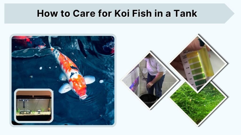 How to Care for Koi Fish in a Tank