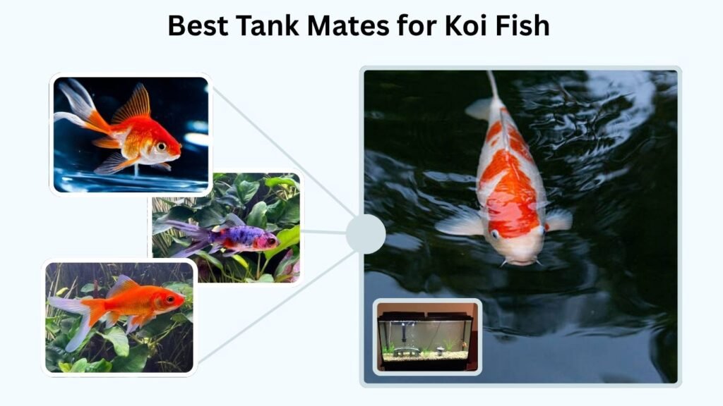 Best Tank Mates for Koi Fish