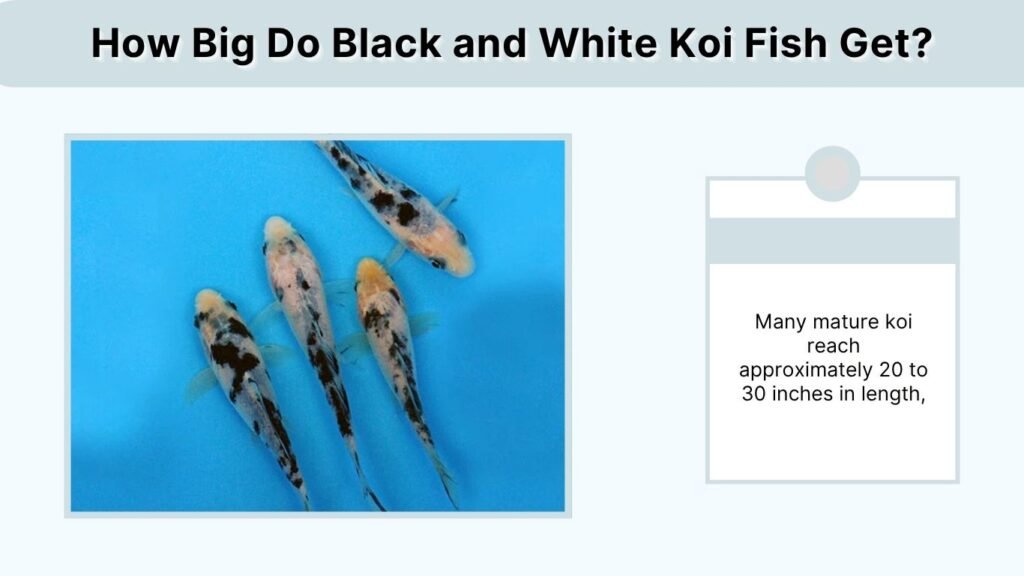 How Big Do Black and White Koi Fish Get?