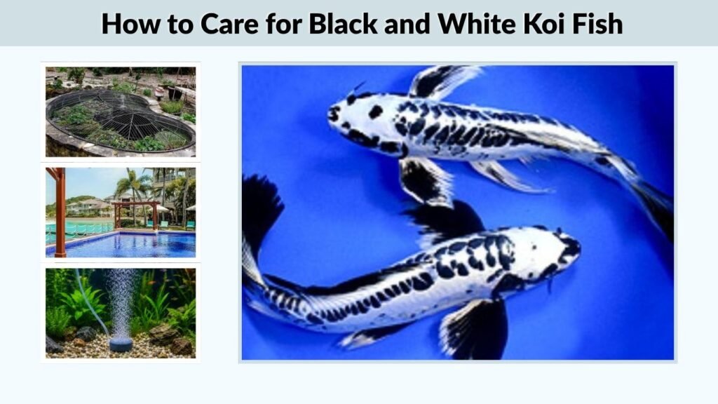 How to Care for Black and White Koi Fish