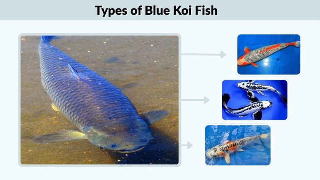 Types of Blue Koi Fish