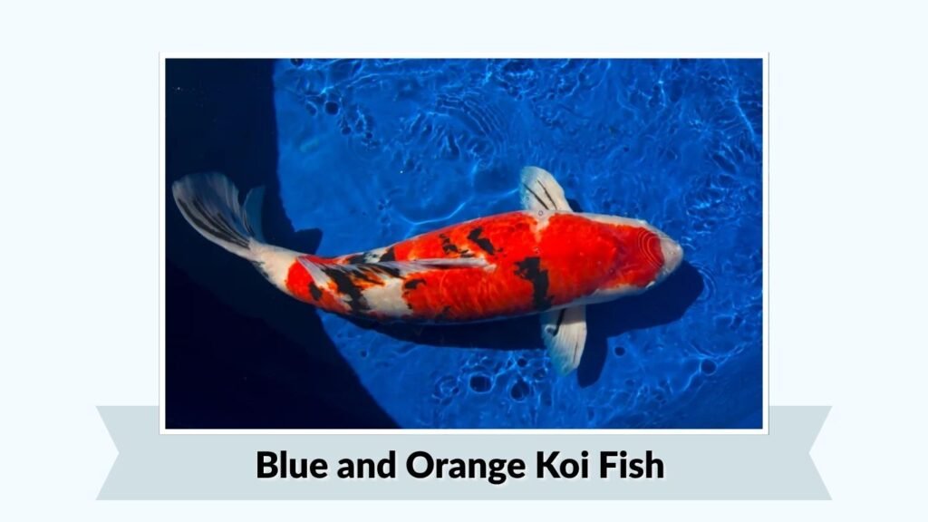 Blue and Orange Koi Fish