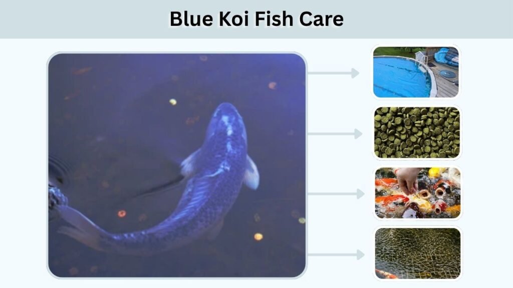 Blue Koi Fish Care