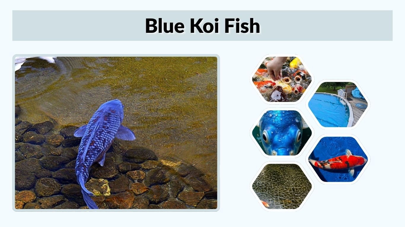 Blue Koi Fish: Types, Colors, Meaning, Price & Care