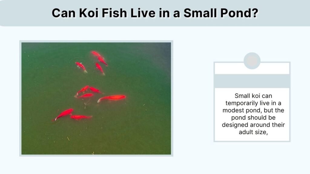 Can Koi Fish Live in a Small Pond?