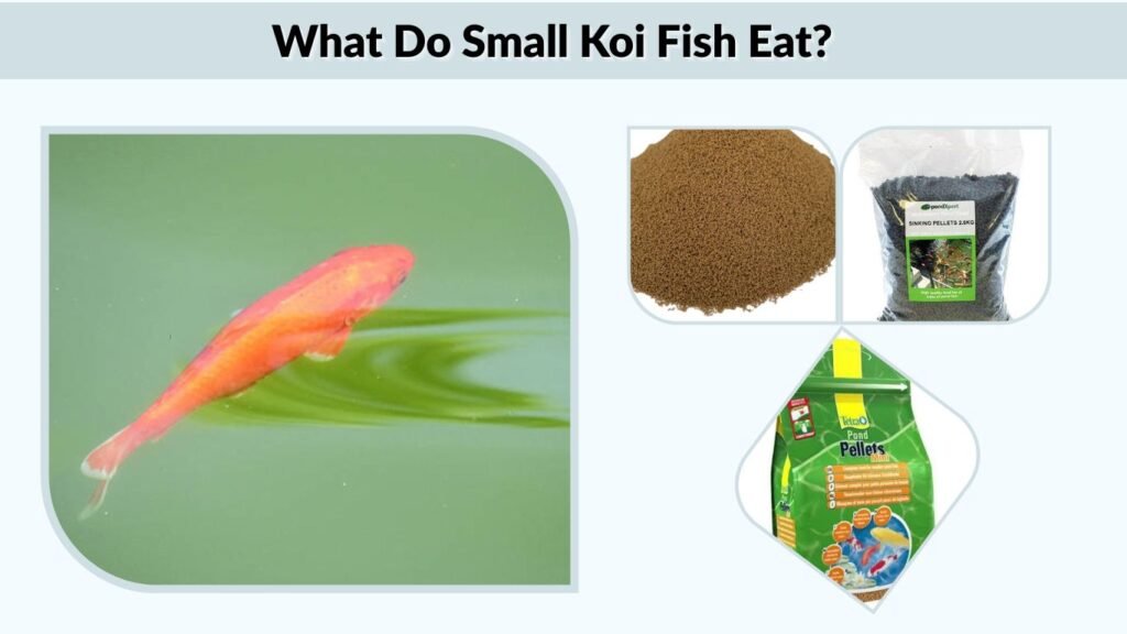 What Do Small Koi Fish Eat?