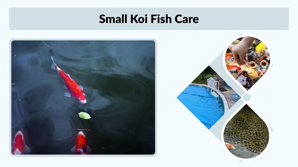 Small Koi Fish Care