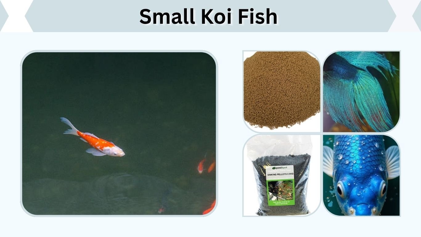 Small Koi Fish: Size, Care, Price, Pond & Feeding Guide