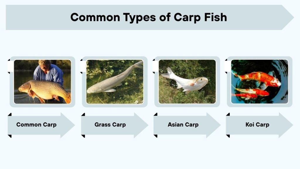 Common Types of Carp Fish