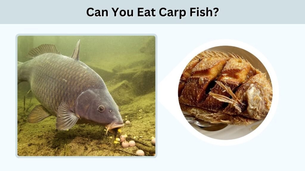 Can You Eat Carp Fish?
