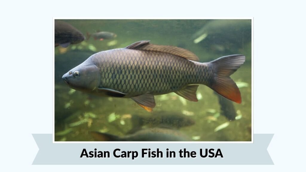 Asian Carp Fish in the USA