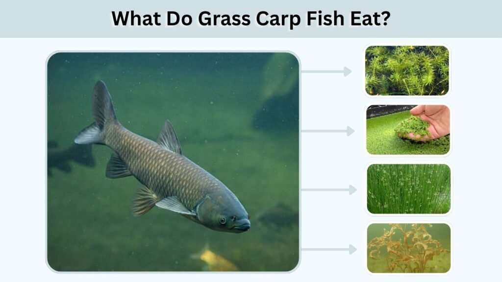 What Do Grass Carp Fish Eat?