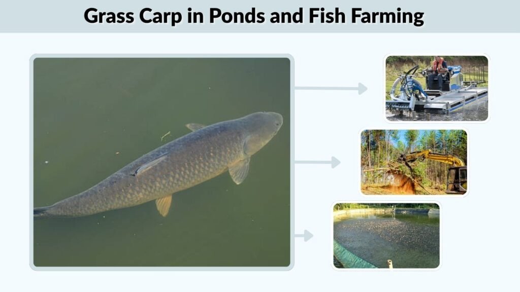 Grass Carp in Ponds and Fish Farming