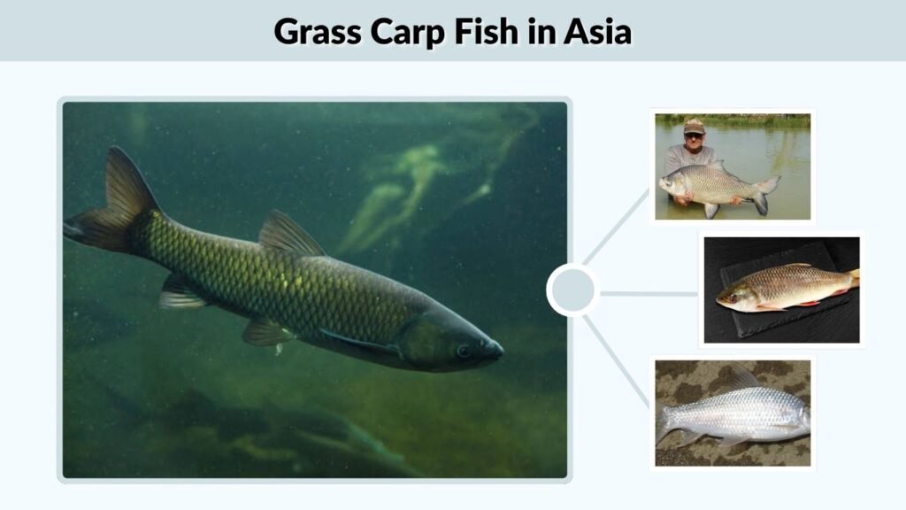 Grass Carp Fish in Asia