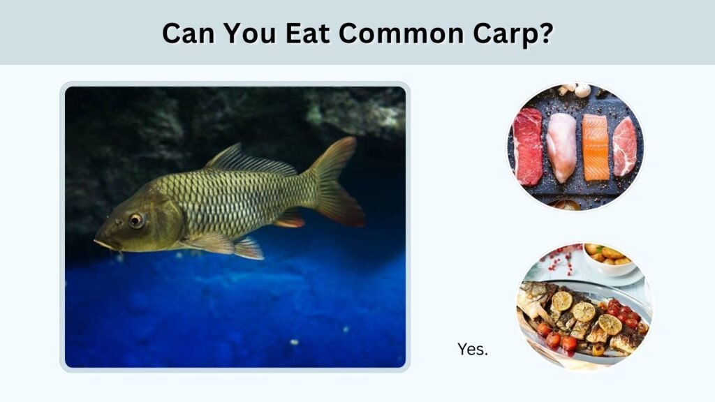 Can You Eat Common Carp?
