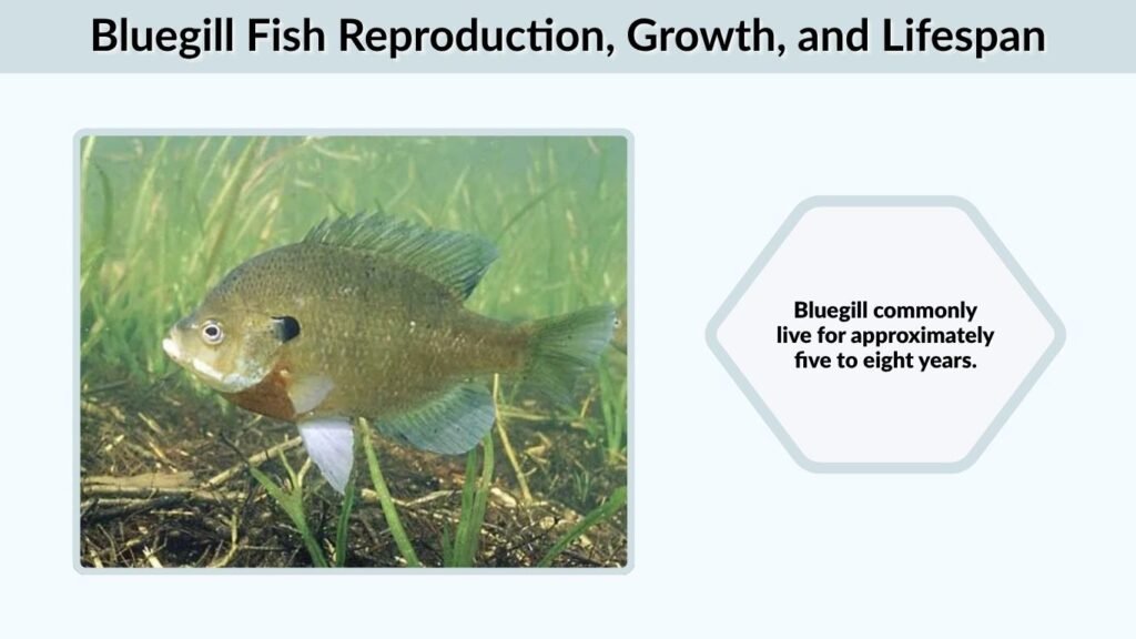 Bluegill Fish Reproduction, Growth, and Lifespan