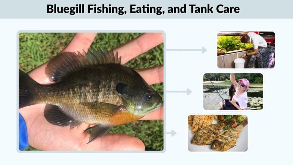 Bluegill Fishing, Eating, and Tank Care