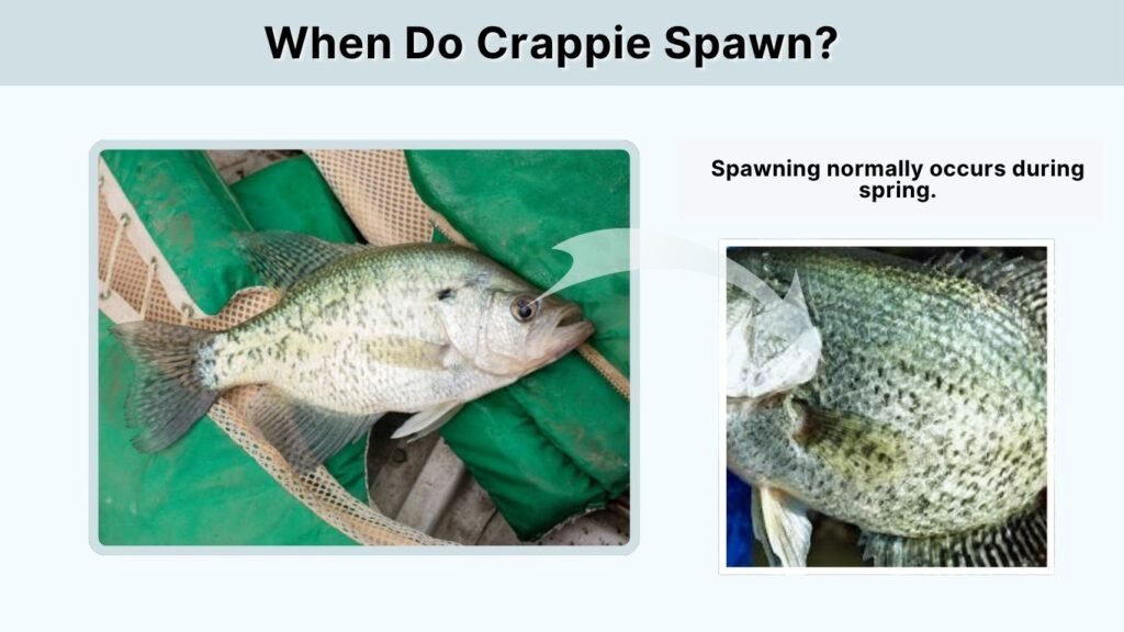 Spawning normally occurs during spring 
