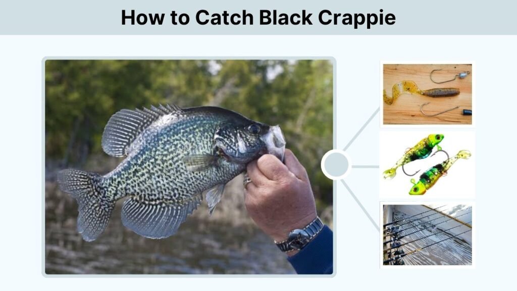 How to Catch Black Crappie