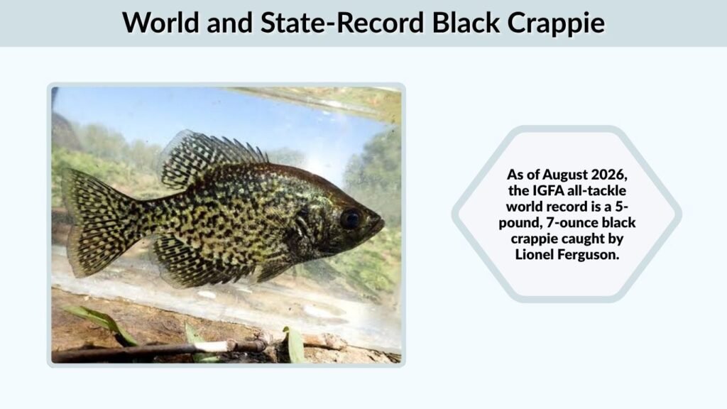 World and State-Record Black Crappie