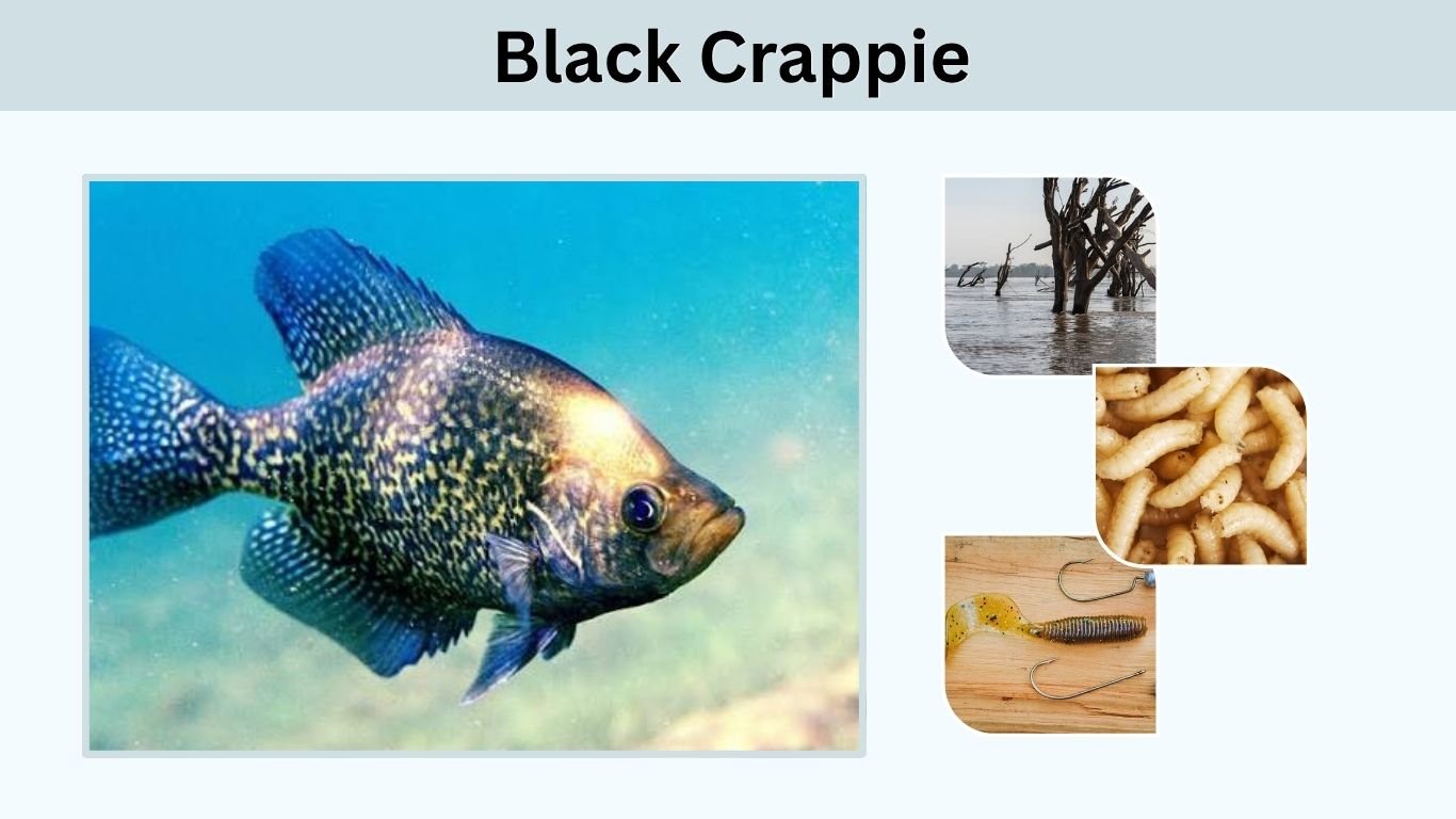 Black Crappie: Identification, Size, Habitat and Fishing
