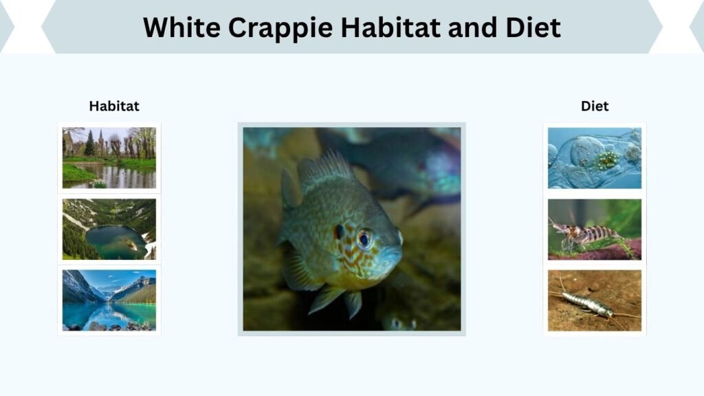 White Crappie Habitat and Diet