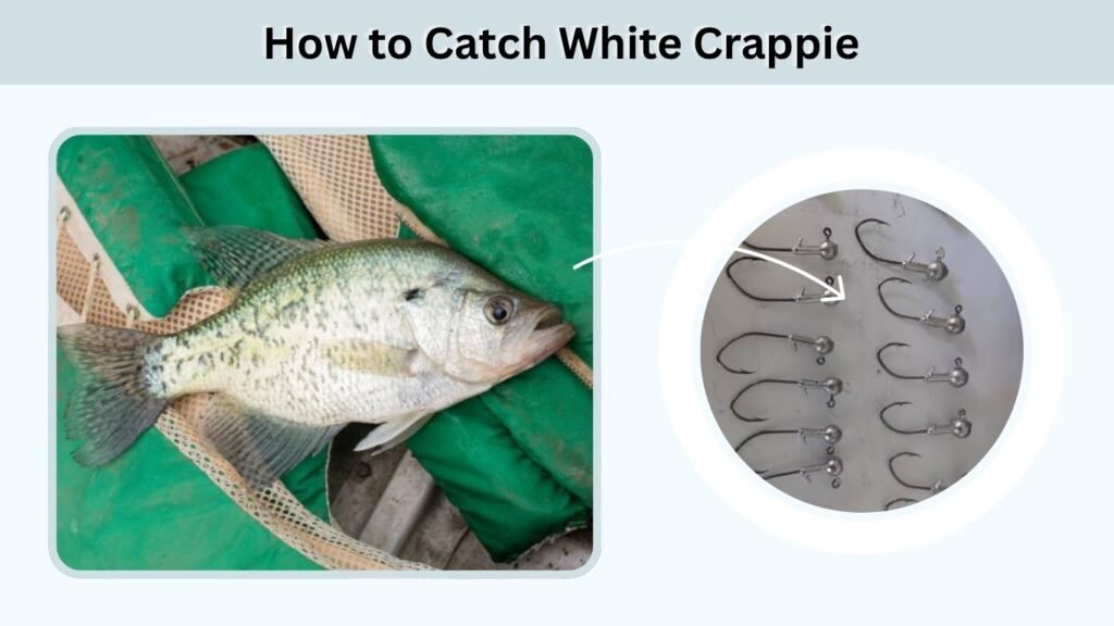 How to Catch White Crappie