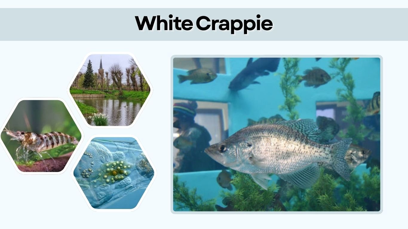 White Crappie: Identification, Habitat, Diet and Fishing Tips