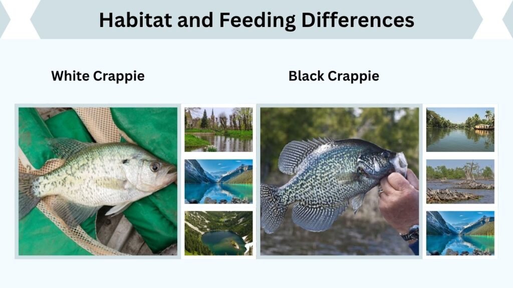 Habitat and Feeding Differences