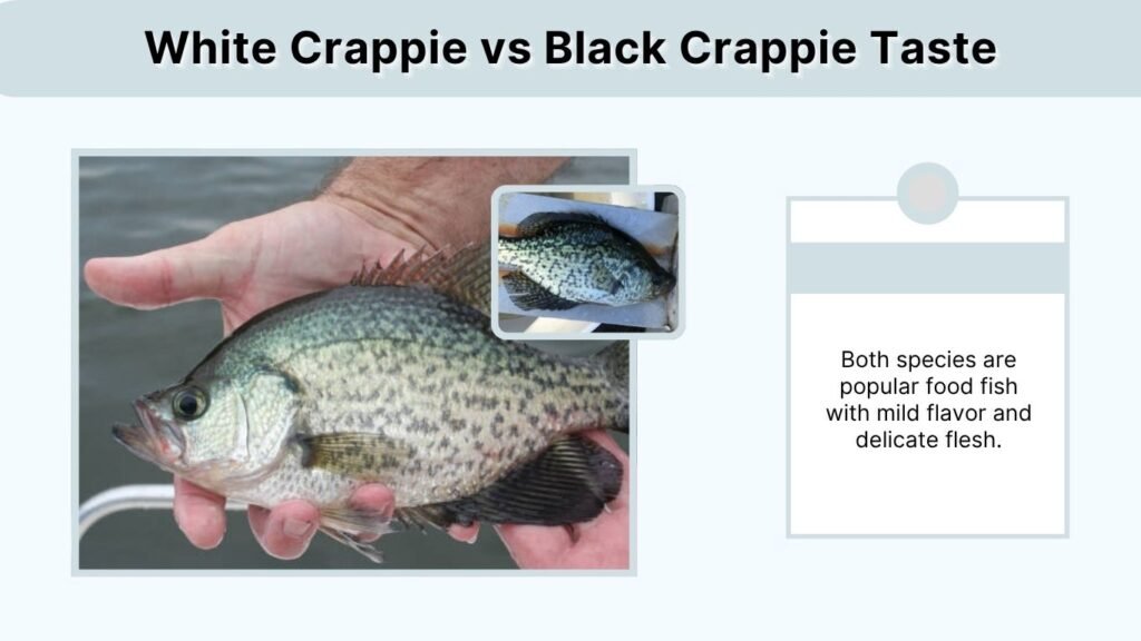 White Crappie vs Black Crappie Taste